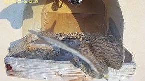 20240626 0628 062850-Hik-1 video 26 June - 06:28 - is the female stayed overnight but then left the nest and did not return overnight of the next day. This could be her final farewell and...