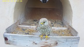 20240628 0637 063720-Hik-1 video 28 June - 06:37 - the last visit of the male brooding day 51 - usually 28-30 days