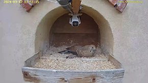 35 video 17 Mar 11:51 - the male flies to the nest with a mouse and the female takes it
