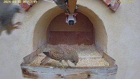 36 video 18 Mar 06:63 - more morning activity - the female bows down for the male to land on her for a cloacal kiss