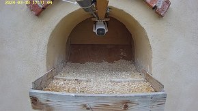37 video 18 Mar 17:31 the male flies to the nest with a mouse and the female flies in and takes it