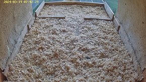 39 video 19 Mar 07:42 - the male flies into the nest with a mouse and the female flies in and takes it