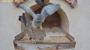 40 video 19 Mar 08:03 - second cloacal kiss of the day