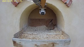 42 video 19 Mar 12:51 - the female has a good dig to make a nest
