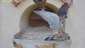 43 video 19 Mar 13:28 - fourth cloacal kiss of the day