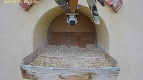 44 video 20 Mar 14:52 - the female and a young female kestrel start fighting. The fight lasted for over 120 minutes -NOTE this is not for those who are sensitive