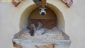 45 20 Mar 15:01 - the female and young females fighting