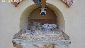 46 video 20 Mar 15:03 the female and a young female kestrels continue fighting. The fight lasted for over 120 minutes -NOTE this is not for those who are sensitive