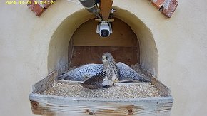 47 20 Mar 15:04 - female fighting