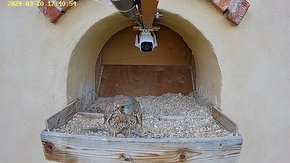 48 20 Mar 16:40 - female with cut face
