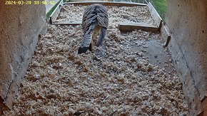 49 20 Mar 17:46 female missing tail feathers