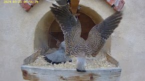 50 video 21 Mar 06:56 the male flies to the nest with a mouse the injured female arrives, takes the mouse and eats it; the male leaves