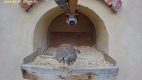 51 video 21 Mar 07:00 the female finishes eating and the male arrives for a cloacal kiss