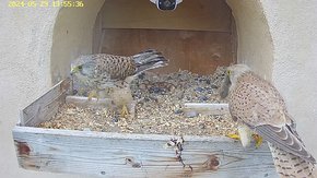 20240529 1355 135530-Hik-1 video 29 May - 13:55 - the male brings a mouse but the female flies away brooding day 21