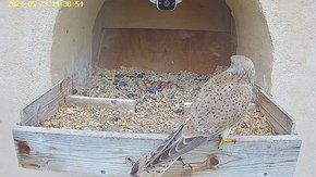 20240529 1438 143845-Hik-1 video 29 May - 14:38 - the male brings food but the female is not there brooding day 21