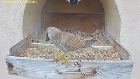 20240529 1522 152250-Hik-1 video 29 May - 15:22 - the male brings a mouse but flies away as the female is not interested brooding day 21