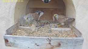 20240529 1527 152705-Hik-1 video 29 May - 15:27 - the male brings a vole but the female flies away brooding day 21