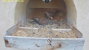 20240529 1554 155450-Hik-1 video 29 May - 15:54 - the male brings a mouse but the female is not interested brooding day 21