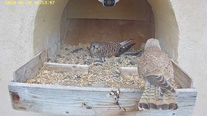 20240529 1653 165340-Hik-1 video 29 May - 10:56 - the male brings a mouse again but the female is not interested brooding day 21