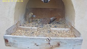 20240529 1705 170510-Hik-1 video 29 May - 10:56 - the male brings a mouse but the female is not interested brooding day 21