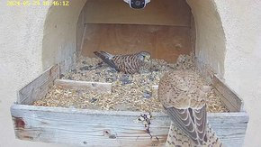 20240529 1846 184605-Hik-1 video 29 May - 18:46 - the male brings a vole but the female flies away brooding day 21