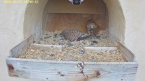 20240529 1848 184805-Hik-1 video 29 May - 10:56 - the male brings a mouse but again the female is not interested brooding day 21