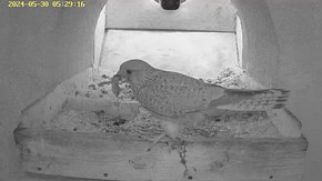20240530 0529 052910-Hik-1 video 30 May - 05:29 - the male flies from the nest and returns very quickly with a vole brooding day 22