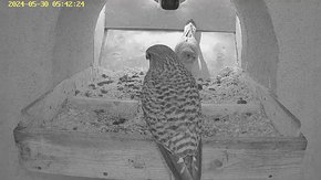 20240530 0542 054215-Hik-1 video 30 May - 05:42 - the male and female at the nest brooding day 22