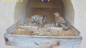 20240530 1102 110235-Hik-1 video 30 May - 10:56 - the male brings a vole which the female takes and flies away brooding day 22