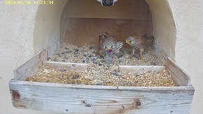 20240530 1121 112125-Hik-1 video 30 May - 11:21 - the male brings a mouse which the female takes and flies away brooding day 22