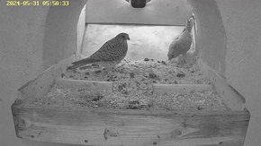 20240531 0550 055025-Hik-1 video 31 May - 05:51 - early morning visit brooding day 23