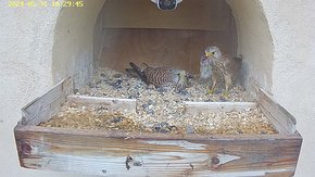 20240531 1029 102935-Hik-1 video 31 May - 10:29 - the male brings a mouse but the female leaves without taking it brooding day 23