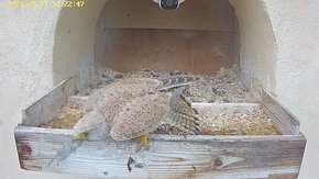 20240531 1222 122240-Hik-1 video 31 May - 12:22 - the male brings a vole but the female leaves without it brooding day 23