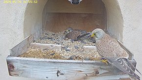 20240531 1255 125504-Hik-1 video 31 May - 12:55 - the male brings a mouse but the female isn't interested brooding day 23