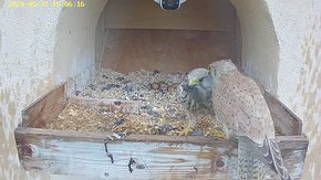 20240531 1506 150608-Hik-1 video 31 May - 15:06 - the male brings a vole which the female takes and flies away brooding day 23