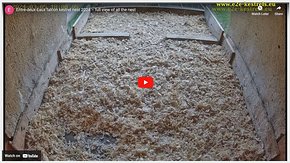 YouTube: live view of all of the inside of the nest YouTube real-time view of the inside of the nest click on the red button (and possibly also on Live to update)