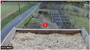 YouTube: live view looking out of the nest YouTube real-time view looking out of the nest click on the red button (and possibly also on Live to update)