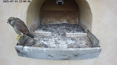 20250714 125918-Hik-1 DAY 39 - 14 July 2025 12:59 video a juvenile flies to the nest