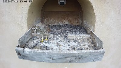 20250714 130056-Hik-1 DAY 39 - 14 July 2025 13:00 video a juvenile flies to the nest and does some scavenging