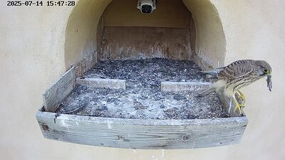 20250714 154655-Hik-1 DAY 39 - 14 July 2025 15:46 video a juvenile flies to the nest and does some scavenging