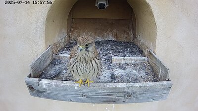 20250714 155800-Hik-1 DAY 39 - 14 July 2025 15:58 video the juvenile finally leaves