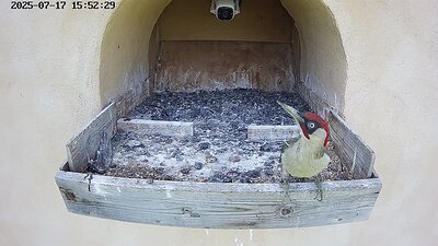 20250717 155220-Hik-1 DAY 42 - 17 July 2025 15:52 video a male green woodpecker visits
