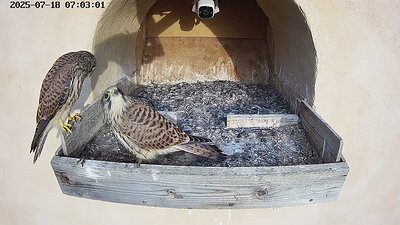 20250718 070240-Hik-1 DAY 43 - 18 July 2025 07:02 video three juveniles visit (one on the perch)