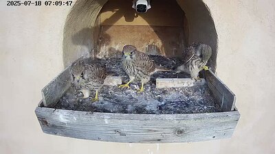 20250718 070915-Hik-1 DAY 43 - 18 July 2025 07:09 video three juveniles