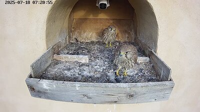 20250718 072045-Hik-1 DAY 43 - 18 July 2025 07:20 video two juveniles