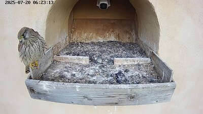 20250720 062252-Hik-1 DAY 45 - 20 July 2025 07:20 video the juvenile with the damage foot tries to fly to the perch but faile