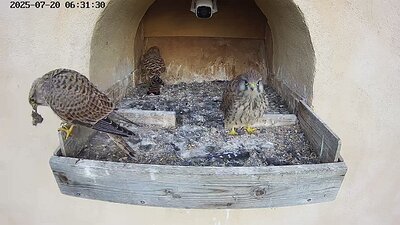 20250720 063109-Hik-1 DAY 45 - 20 July 2025 06:31 video three juveniles. One drops so scavenged food