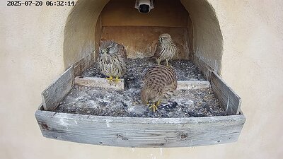 20250720 063200-Hik-1 DAY 45 - 20 July 2025 06:32 video three juveniles