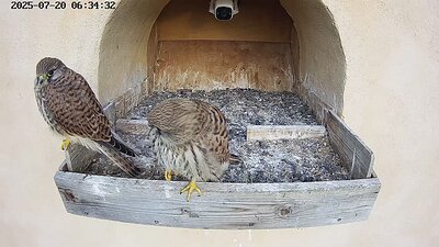 20250720 063400-Hik-1 DAY 45 - 20 July 2025 06:34 video three juveniles