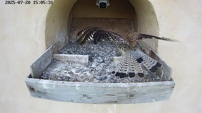 20250720 150525-Hik-1 DAY 45 - 20 July 2025 15:05 video the female arrives and is chased away by a juvenile